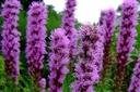 Dense Blazing Star, Liatris Spicata 'Purple'