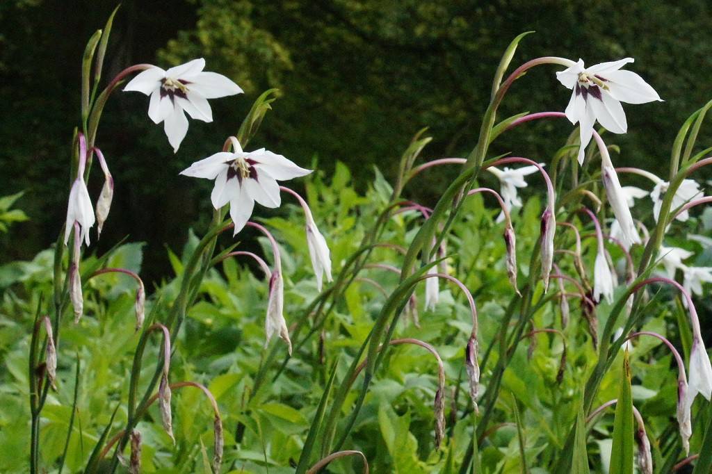 Gladiolus, Acidanthera / Abyssinia