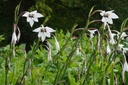 Gladiolus, Acidanthera / Abyssinia