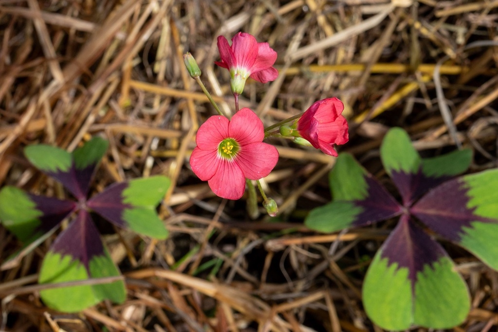 Sauerklee, Oxalis deppei 'Iron Cross'