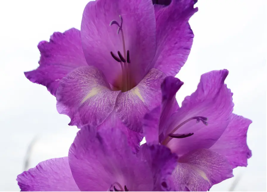 Gladiolus, Peformer