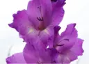 Glaïeul, Peformer