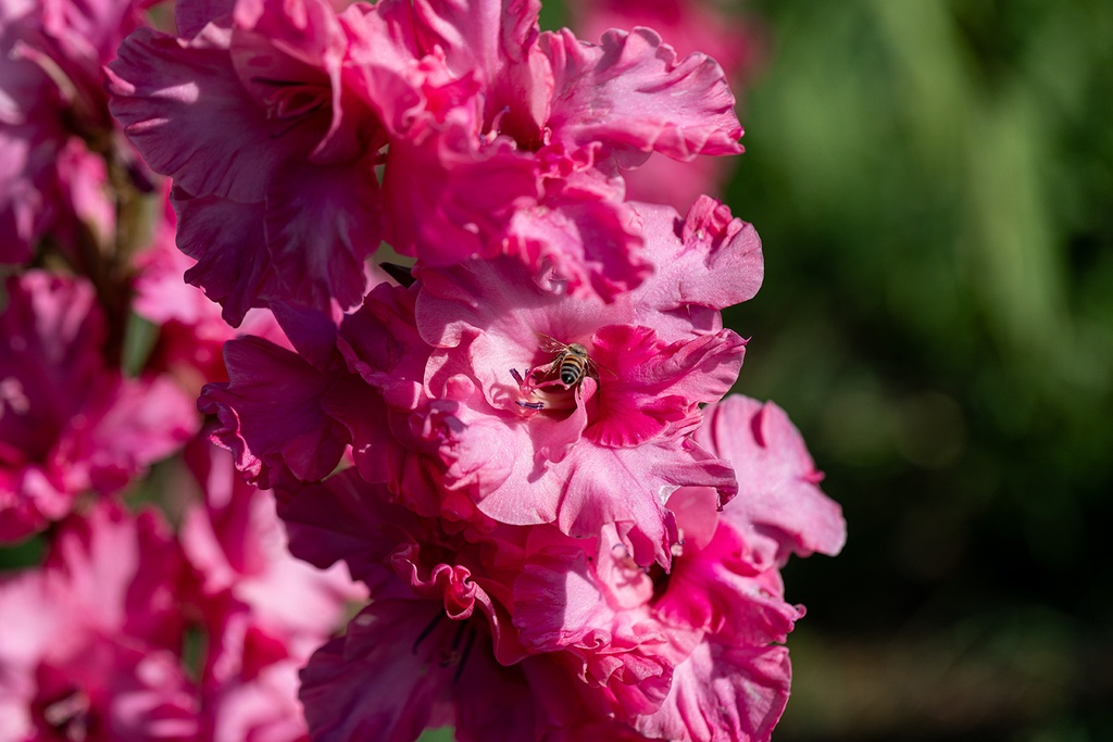 Gladiolo, Kingston Ruffle