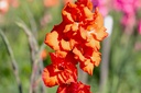 Gladiolus, Bunga