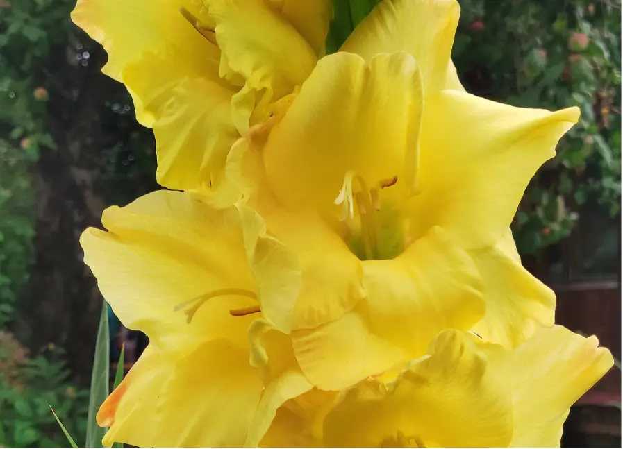 Gladiole, Bananarama