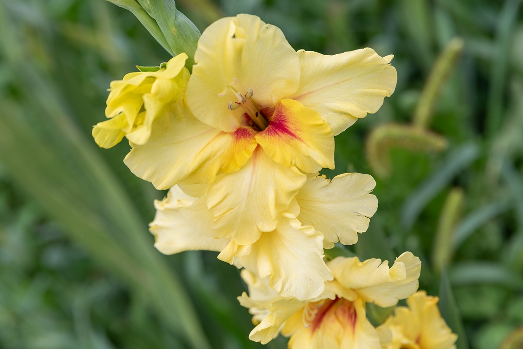 Gladiole, Maxial