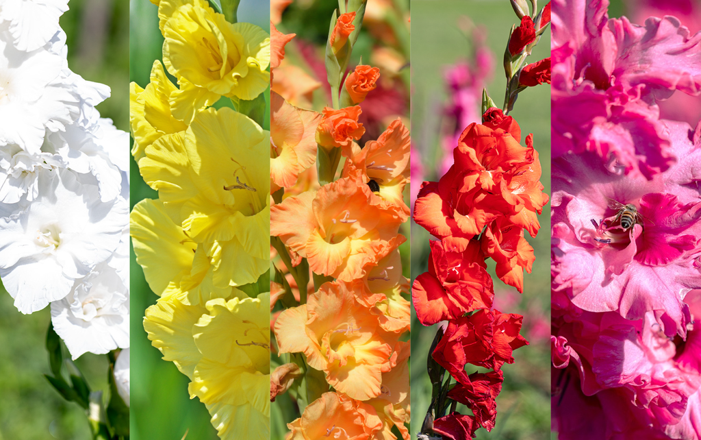 Gladiolus, Multicolored Bouquet
