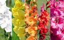 Gladiolus, Multicolored Bouquet