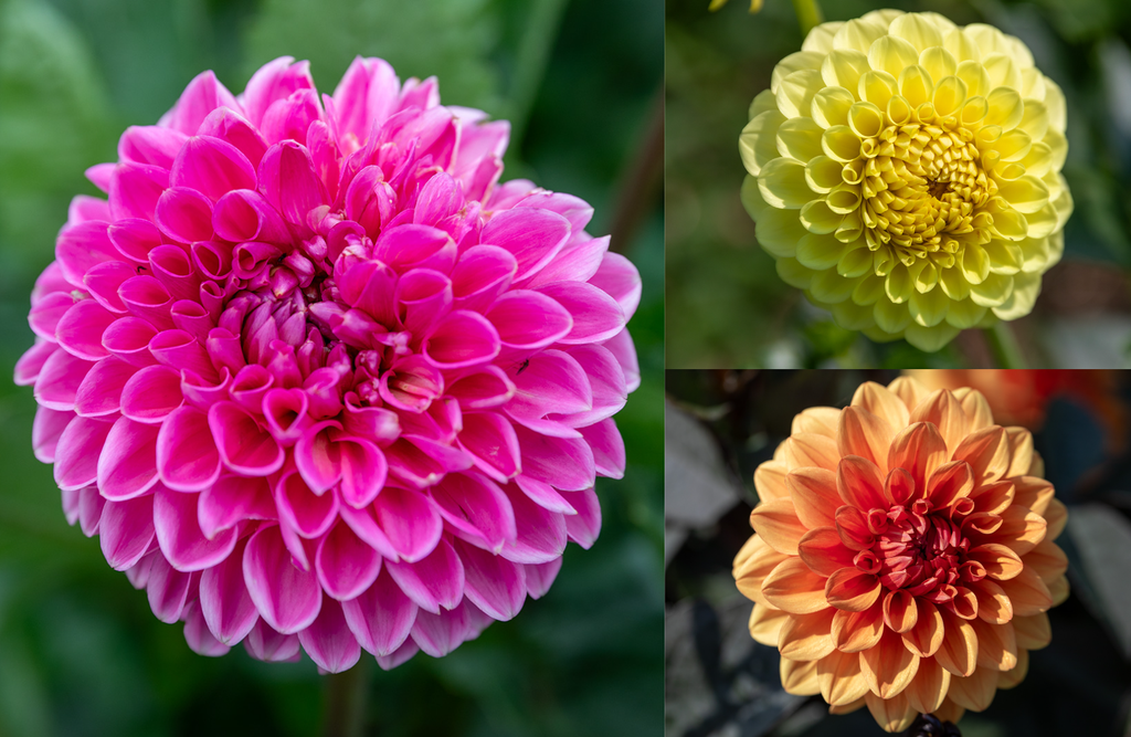 Dahlie, Dreifarbige Bonbons