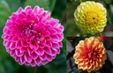 Dahlie, Dreifarbige Bonbons