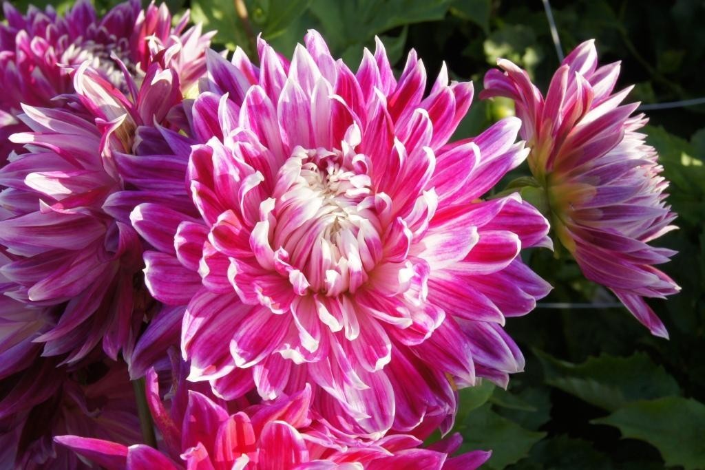 Dahlia, Vancouver