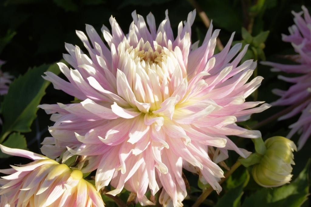 Dahlia, Kiev