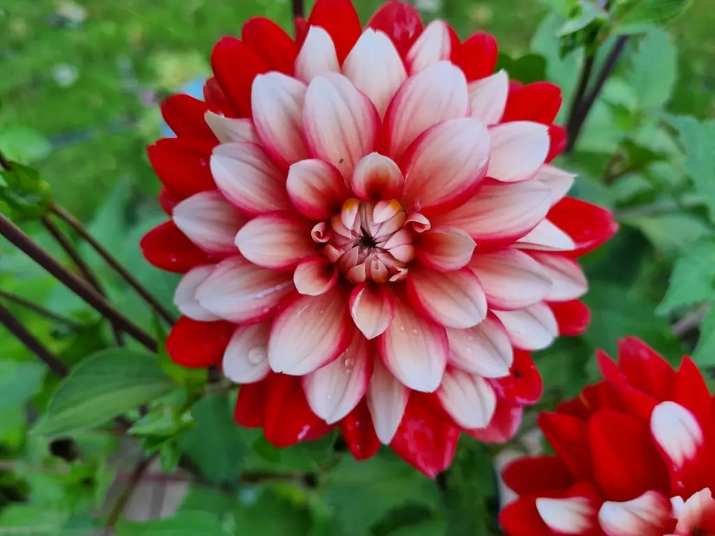 Dahlia, Larry's Love