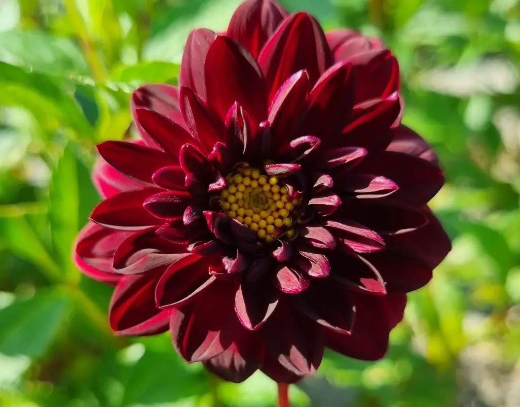 Dahlia, Arabian Night