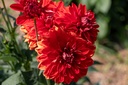 Dahlia, Arabian Night