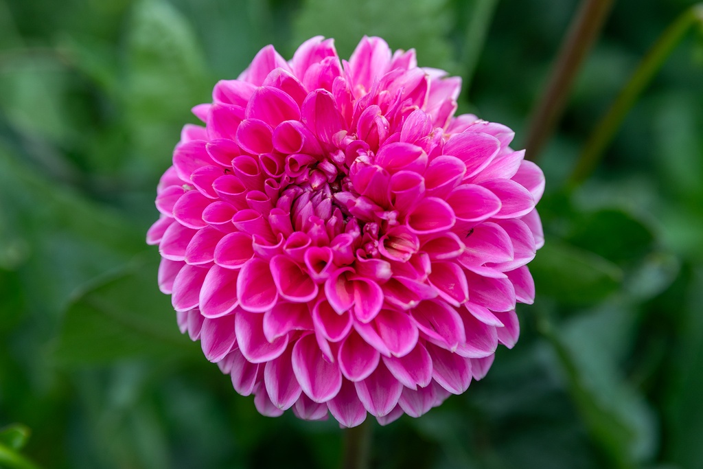 Dahlia, Sandra