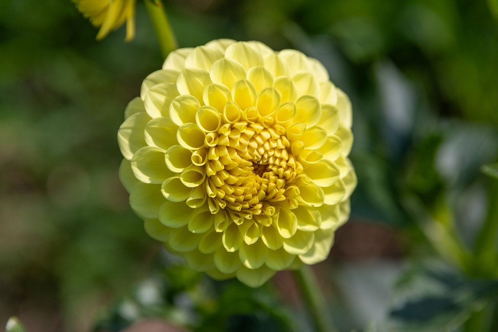 Dalia, Golden Torch