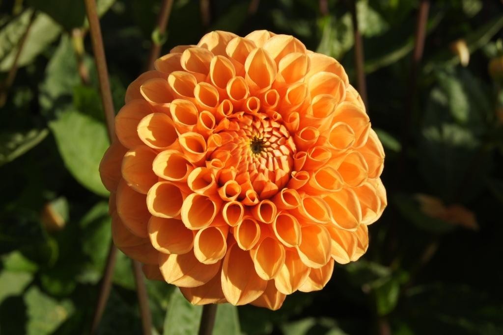 Dahlia, Sylvia