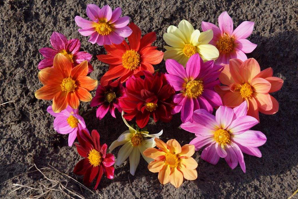 Dahlia, Rainbow Mix