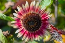 Tournesol nain, Mini Flamme