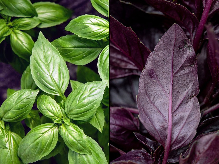 Basilico, Miscela di pesto