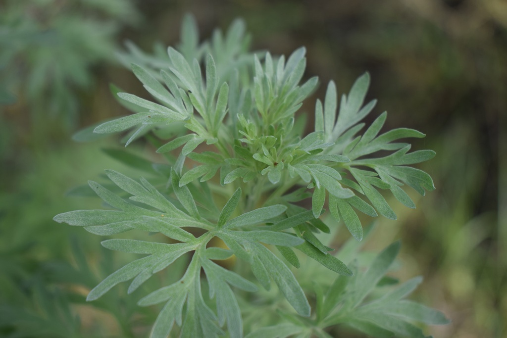 Common wormwood, The Fairy