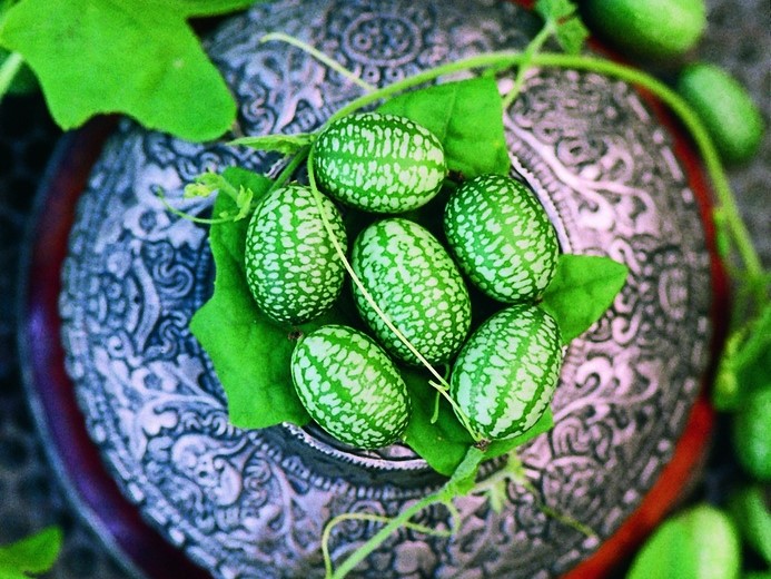 All vegetable seeds / Cucumbers, Gherkins