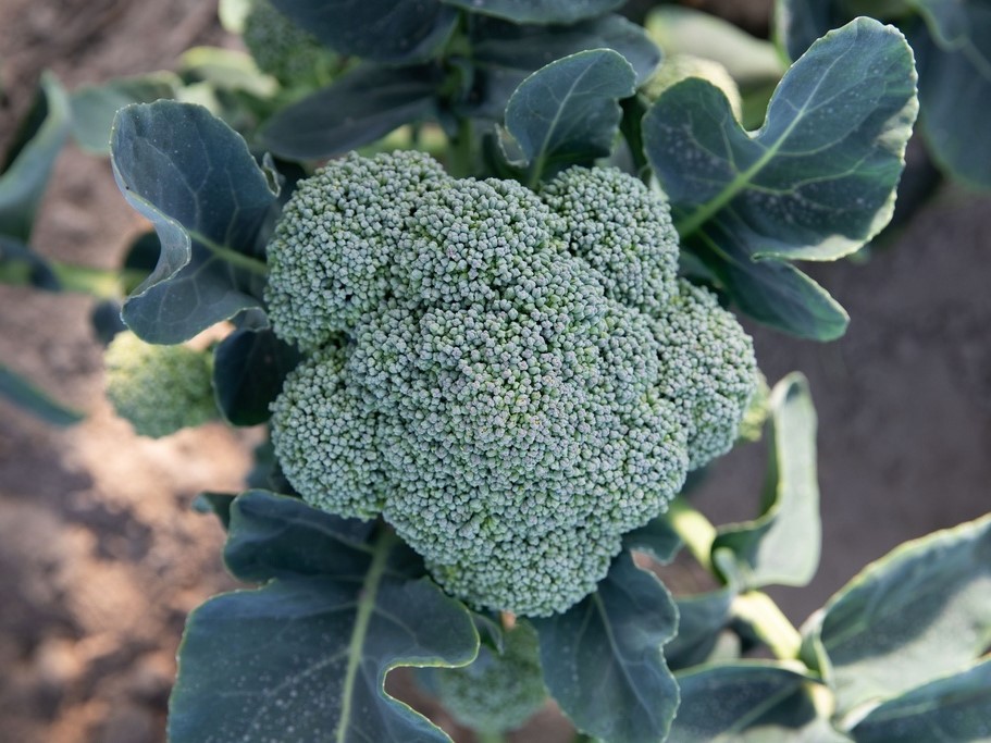 Alle Gemüsesamen / Kohlgewächse / Broccoli