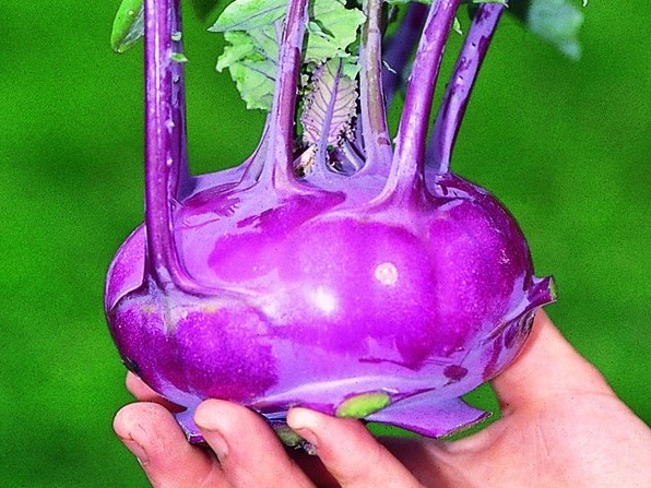 Alle Gemüsesamen / Kohlgewächse / Kohlrabi