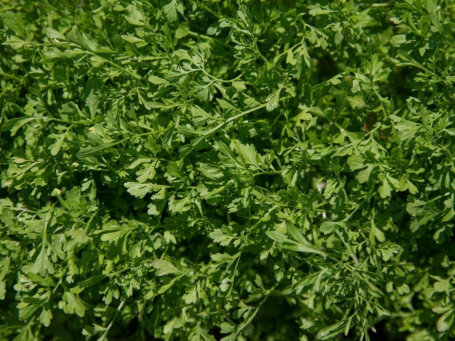 Graines de légumes / Cresson alénois