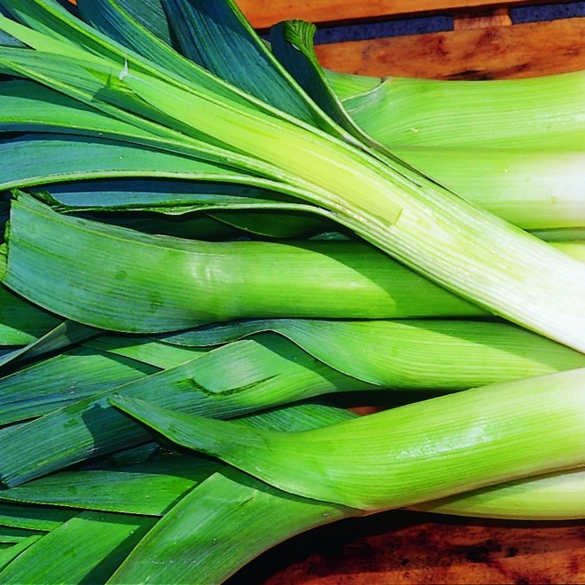 All vegetable seeds / Leek, Allium