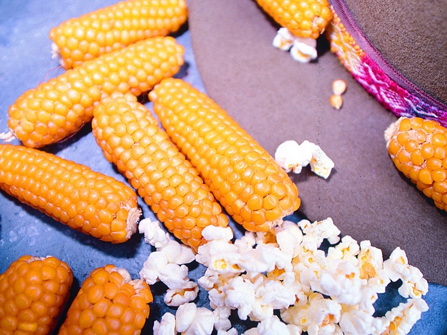 Alle Gemüsesamen / Mais, Popcorn