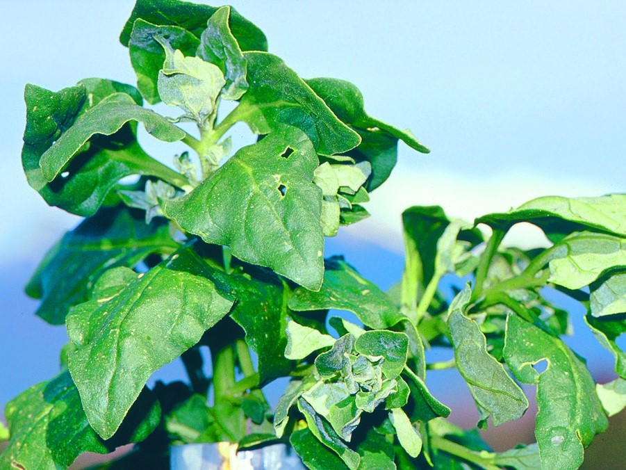 Graines de légumes / Epinard de Nouvelle-Zélande