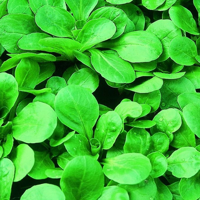 All vegetable seeds / Lamb's lettuce, Field salad, Rapunzel Lettuce, Corn salad