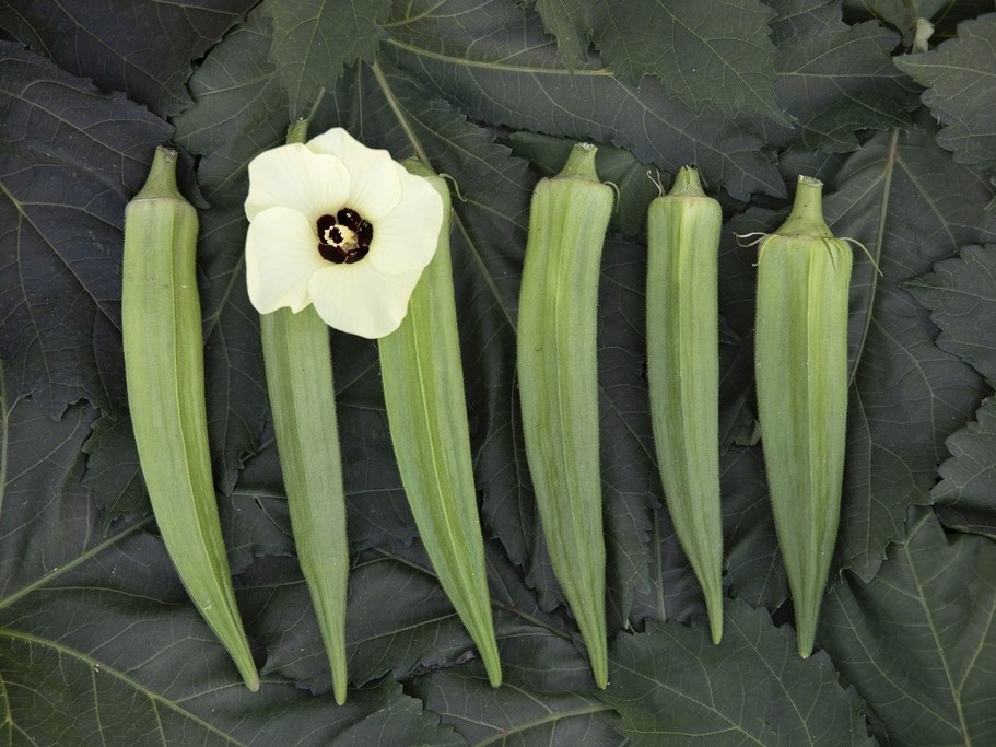 Tuti gli semi di ortaggi / Okra, Gombo