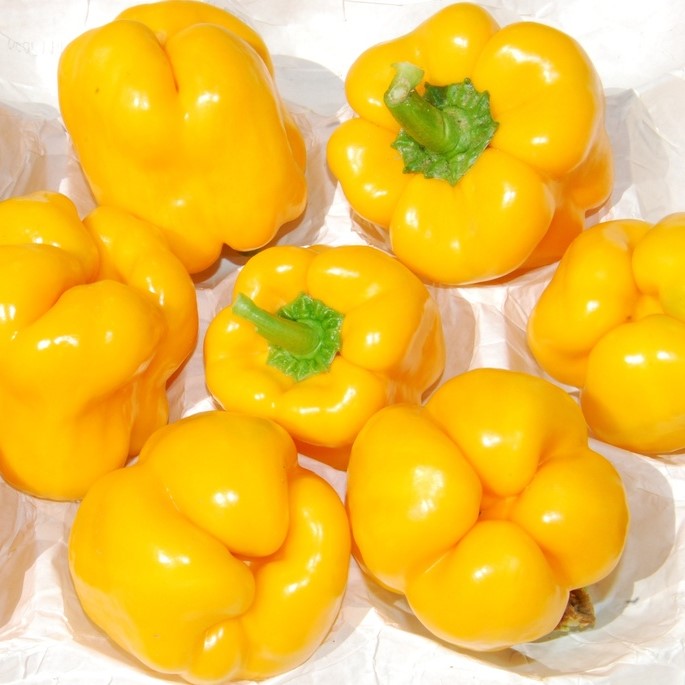 All vegetable seeds / Peppers, Bell peppers / Sweet peppers, Bell peppers