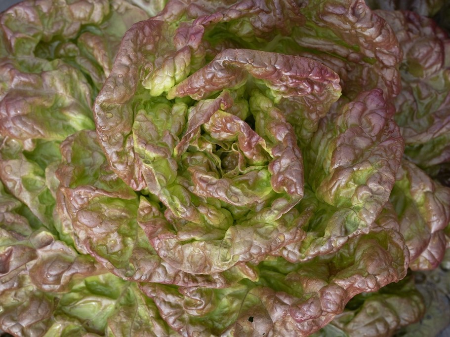 Gemüsesamen / Salate