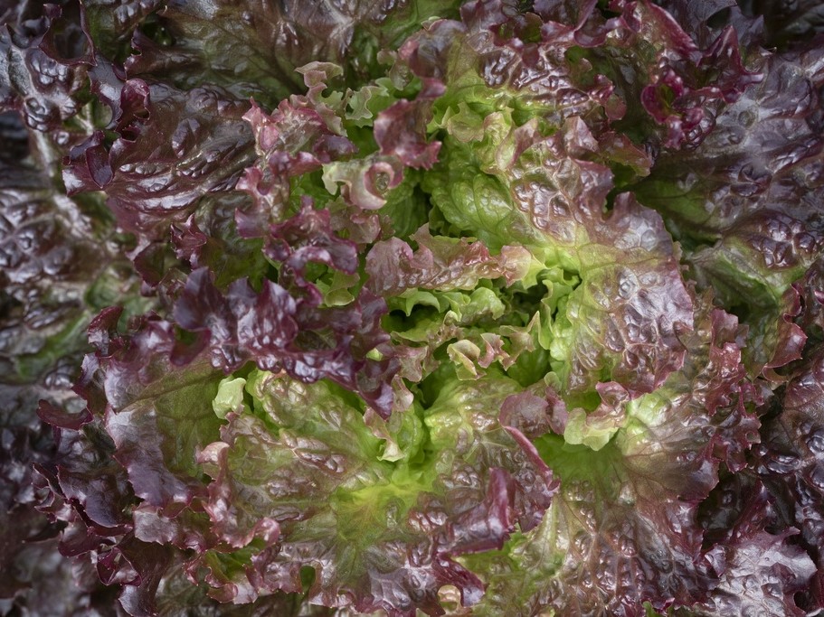 All vegetable seeds / Lettuce / Batavia lettuce, Batavia salad