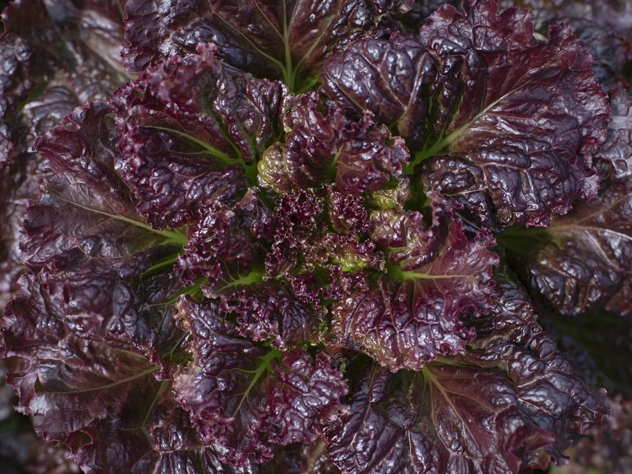 Tous les légumes / Laitues, Salades / Laitues à tondre, Salades à tondre