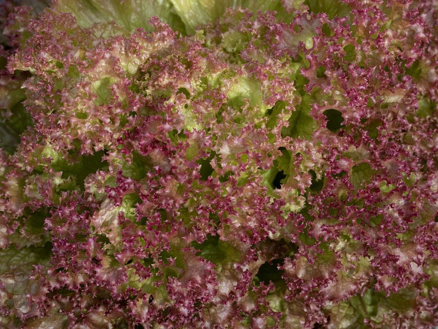 Tous les légumes / Laitues, Salades / Laitues feuille de chêne, Lattughino