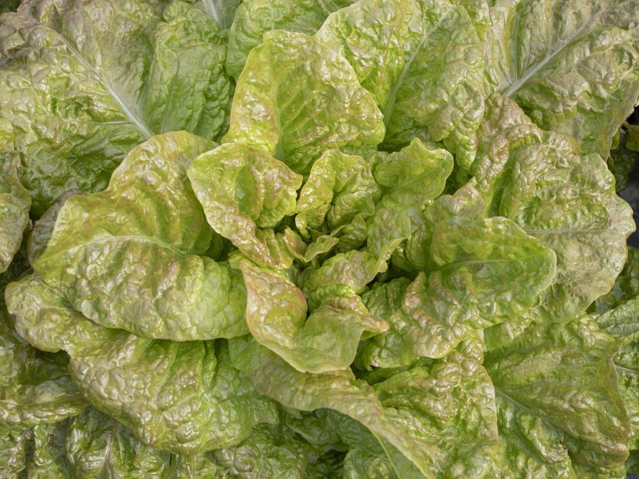 Tous les légumes / Laitues, Salades / Laitues romaines