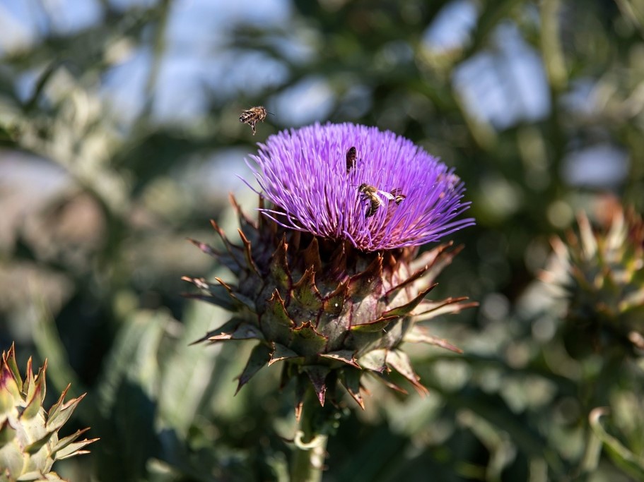 Tuti gli semi di ortaggi / Cardo