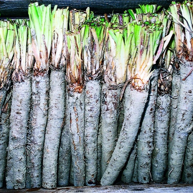 All vegetable seeds / Black salsify