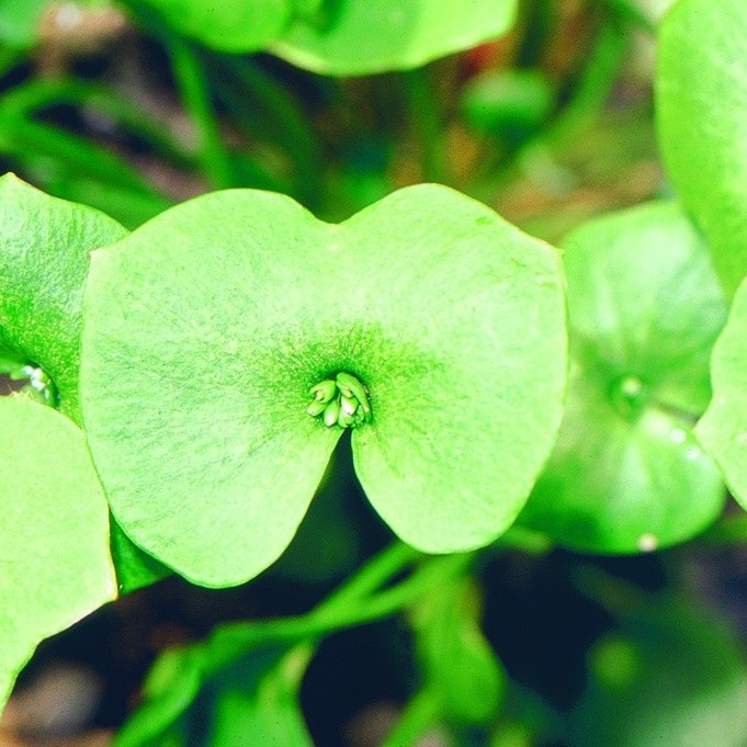 All vegetable seeds / Winter purslane