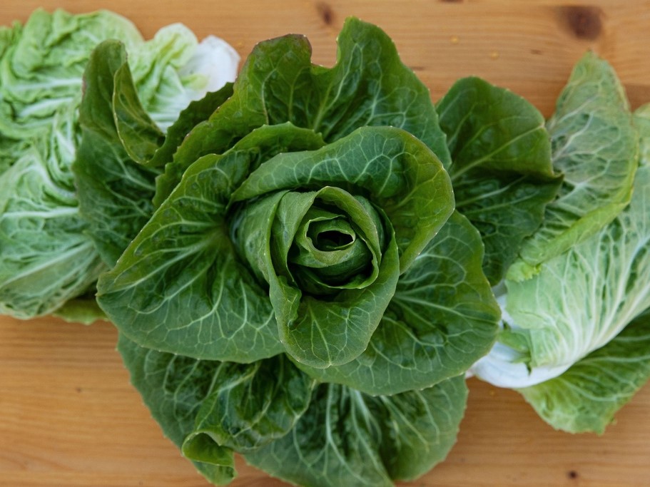 Tous les légumes / Chicorées / Chicorées scaroles