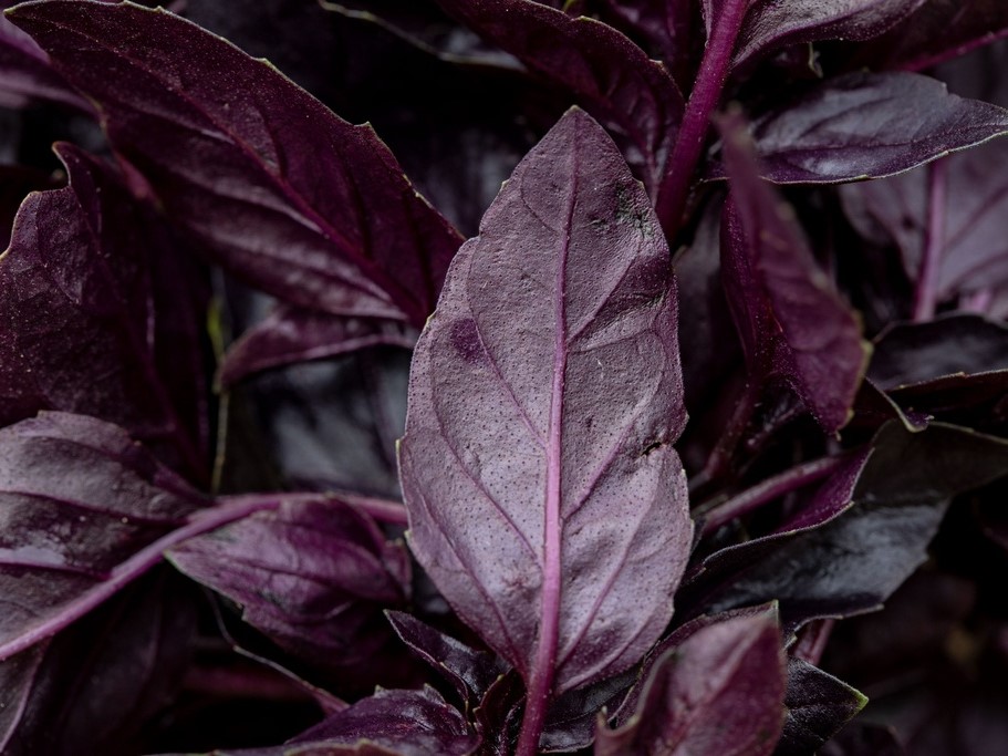 Toutes les herbes aromatiques