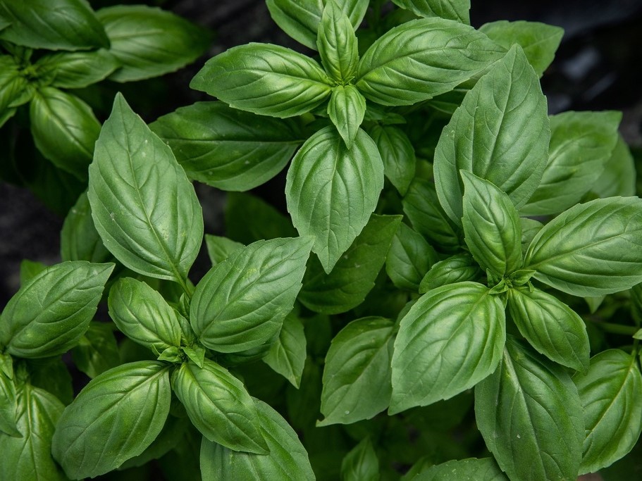 All herb seeds / Basil