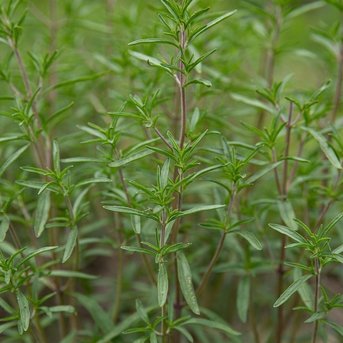 Tuti gli erbe aromatiche / Santoreggia annua