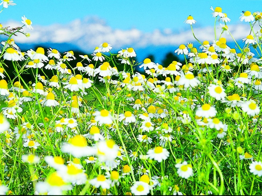 Tuti gli erbe aromatiche / Camomilla