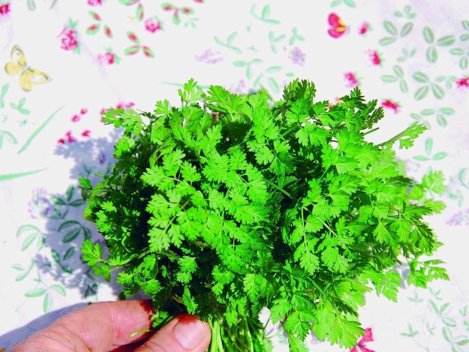 Toutes les herbes aromatiques / Cerfeuil